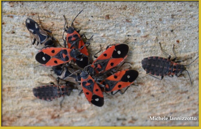 Pyrrhocoris apterus? No, mix di Lygaeidae